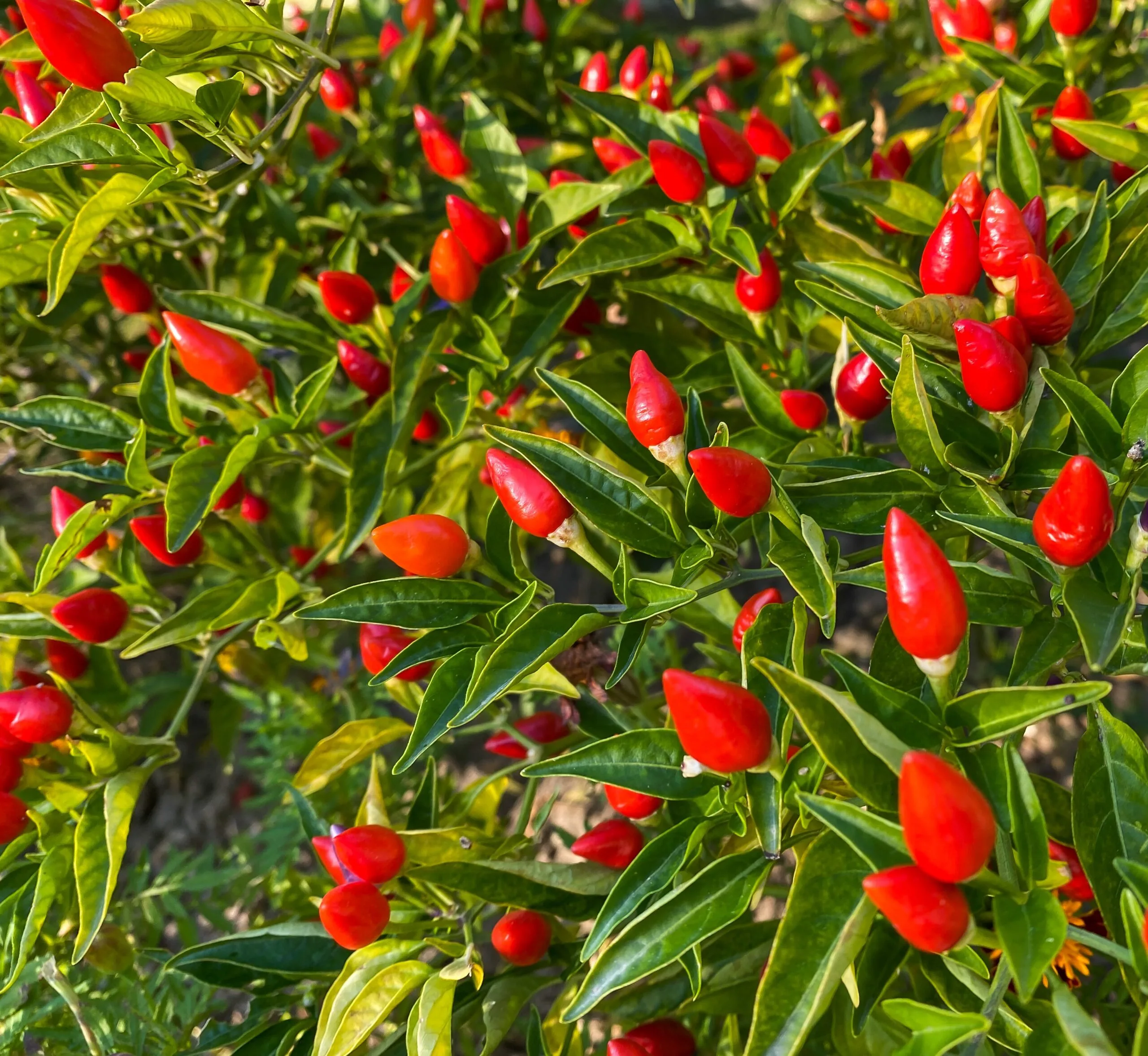 Piment NuMex Bailey Piquín