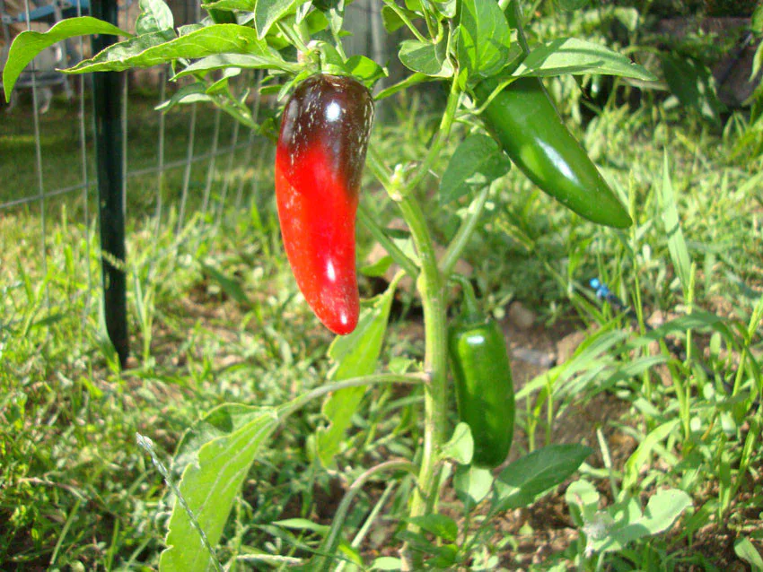 Piment NuMex Jalamundo