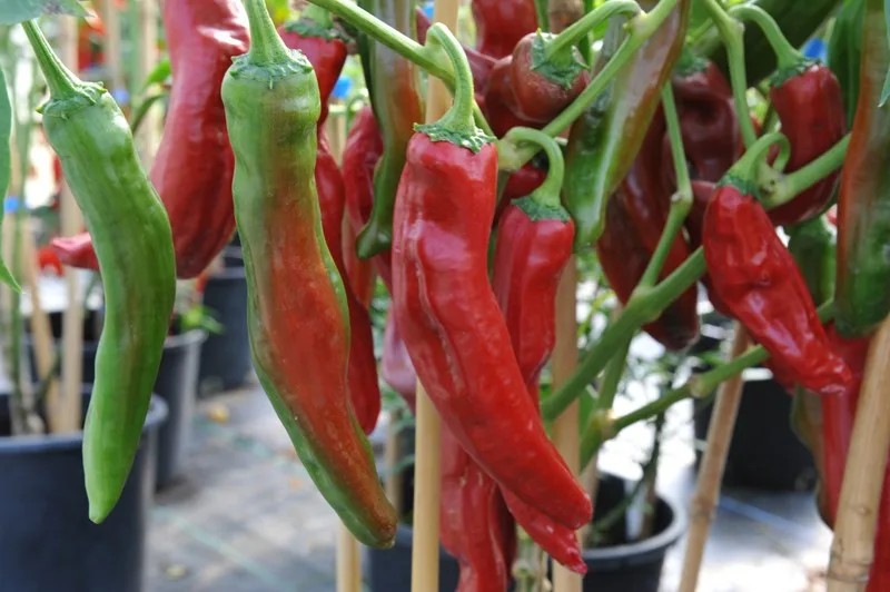 Piment NuMex Sweet