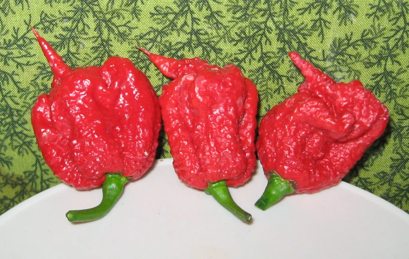 Piment Pepper X