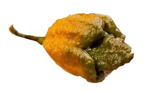 Piment Pepper X