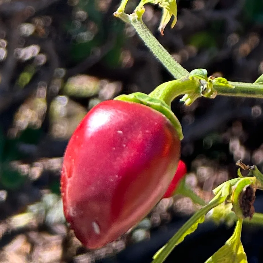 Piment Piccante Calabrese