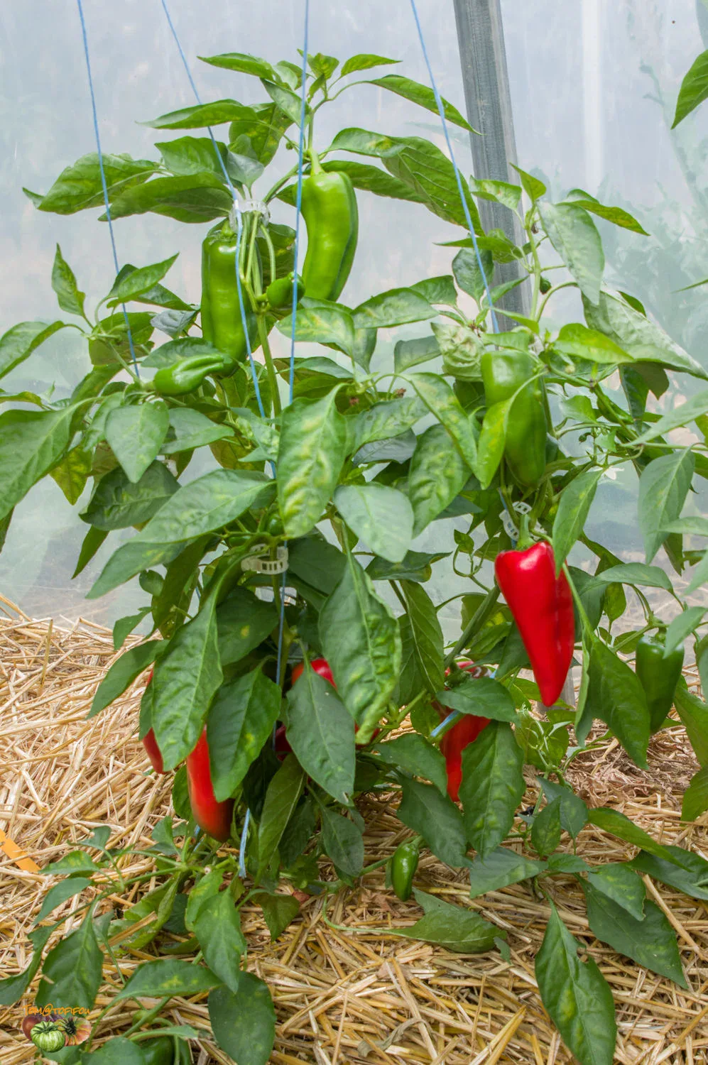 Piment Piquillo