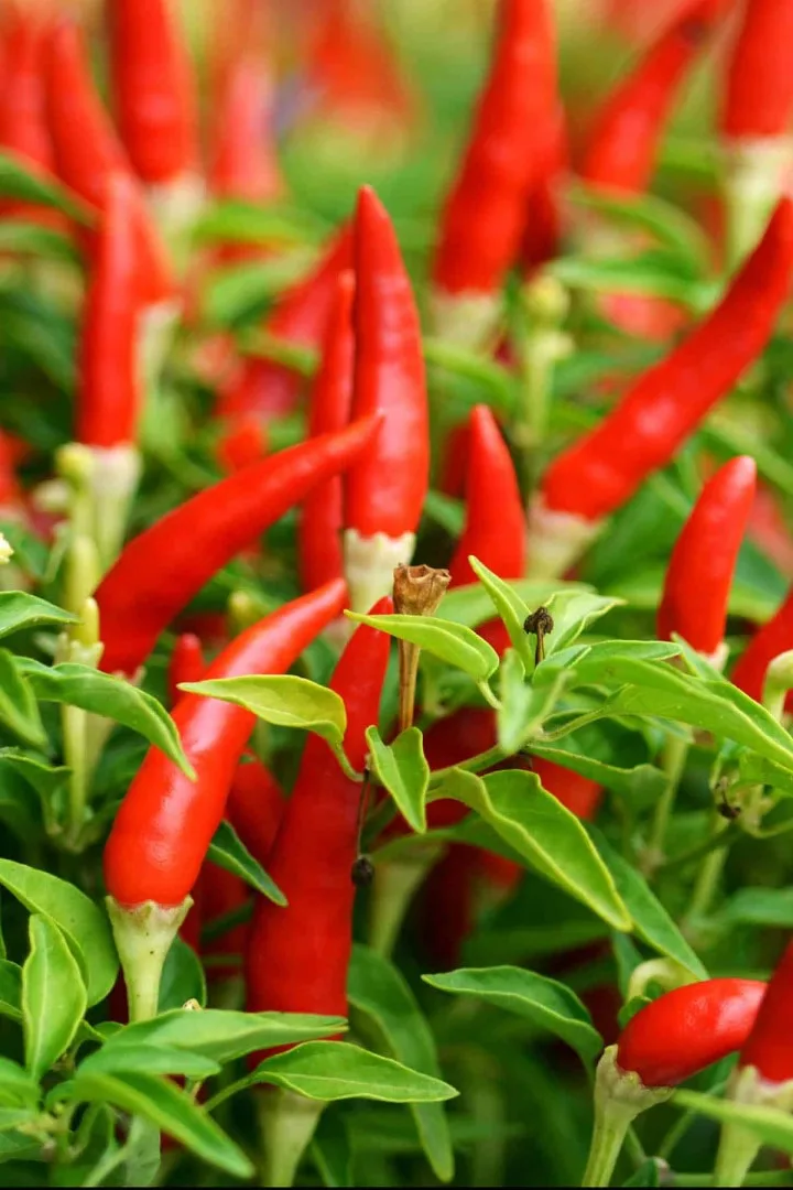Piment Piri Piri