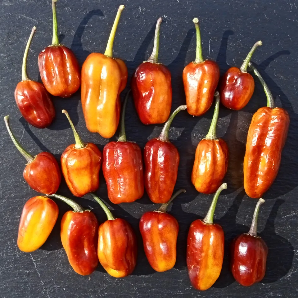 Piment Puma Pepper