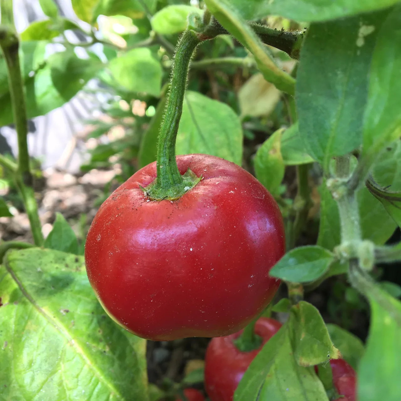 Piment Red Manzano