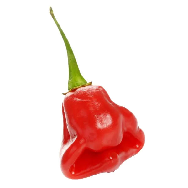 Piment Rocotillo