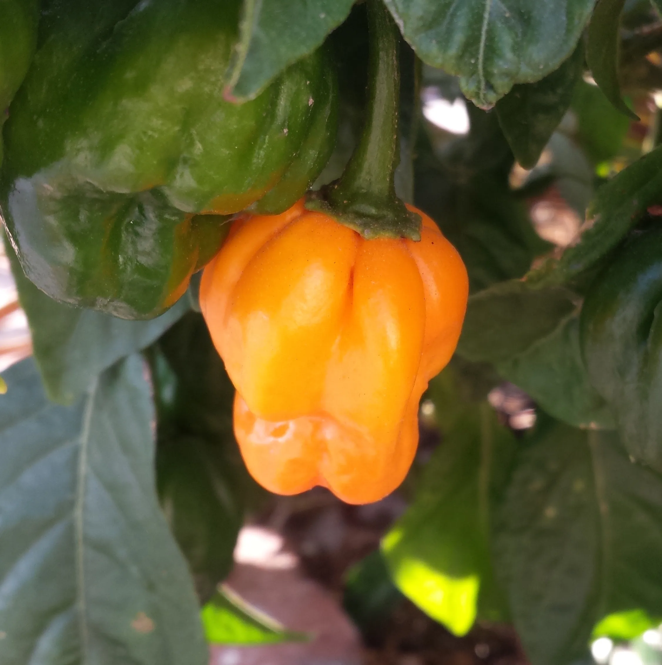 Piment Scotch Bonnet (MOA)