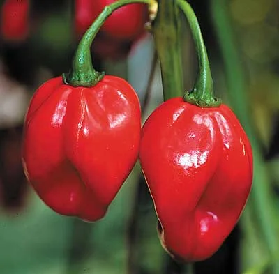 Scotch Bonnet Red pepper