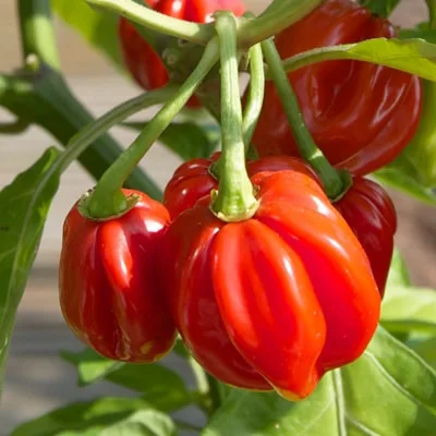 Scotch Bonnet Red pepper