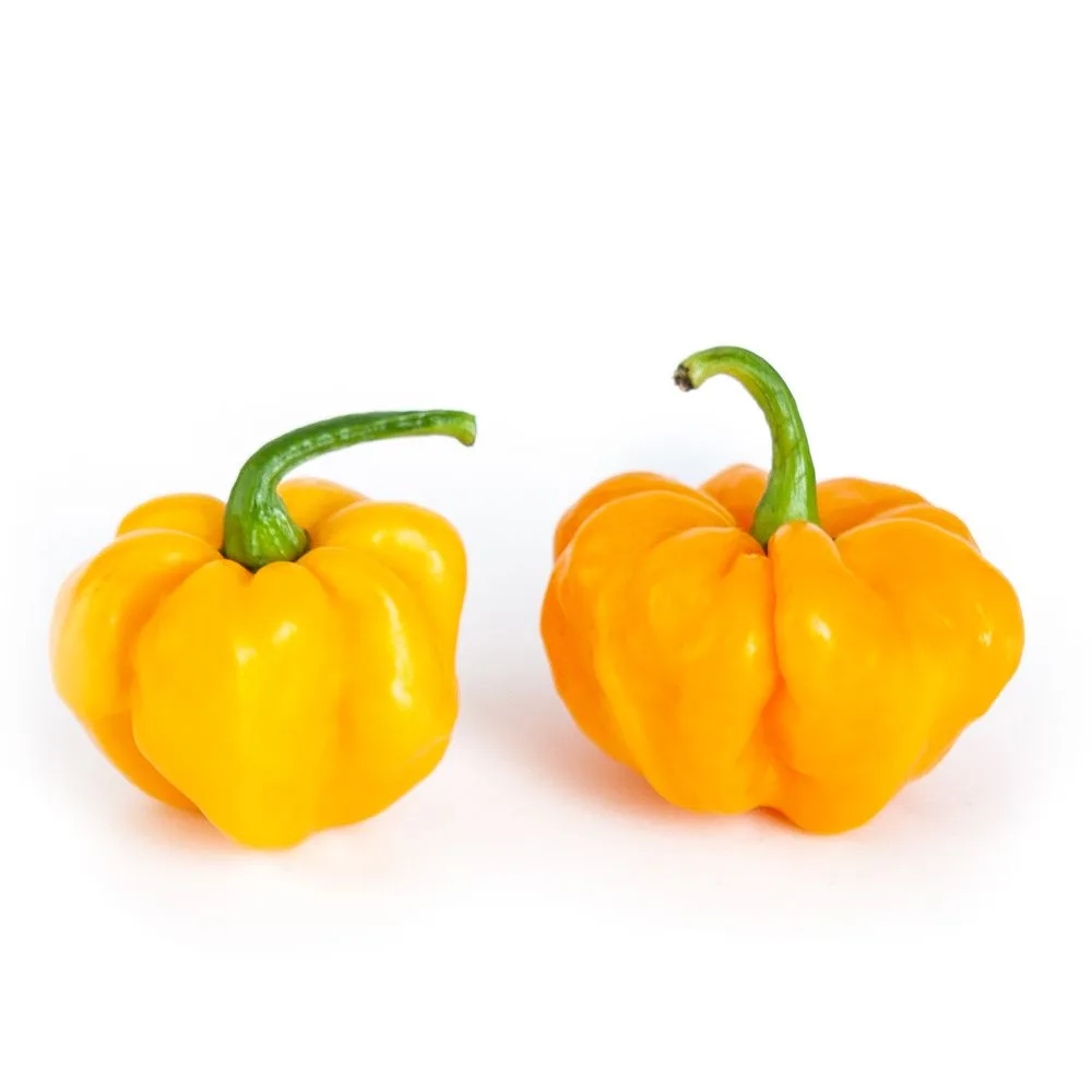 Scotch Bonnet Yellow pepper