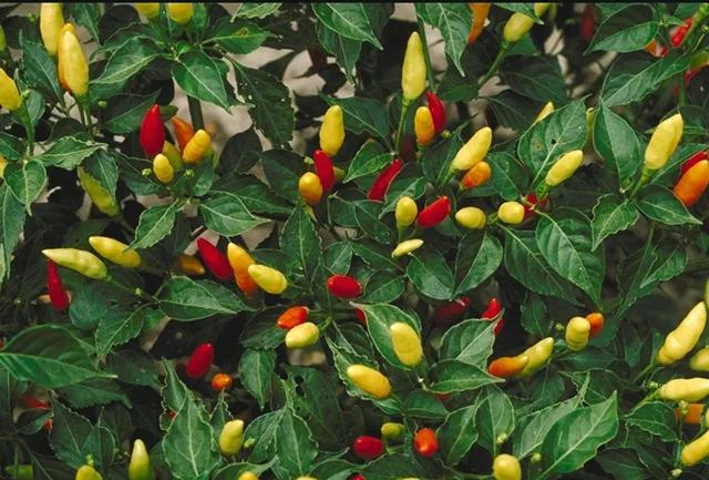 Piment Tabasco