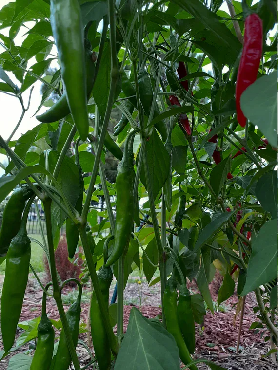 Piment Thai Giant