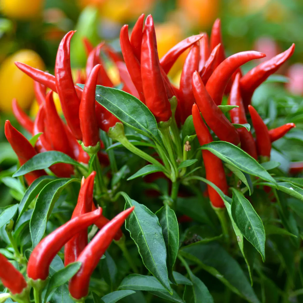 Piment Thai Red