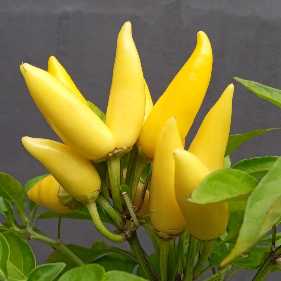 Piment Thai Yellow