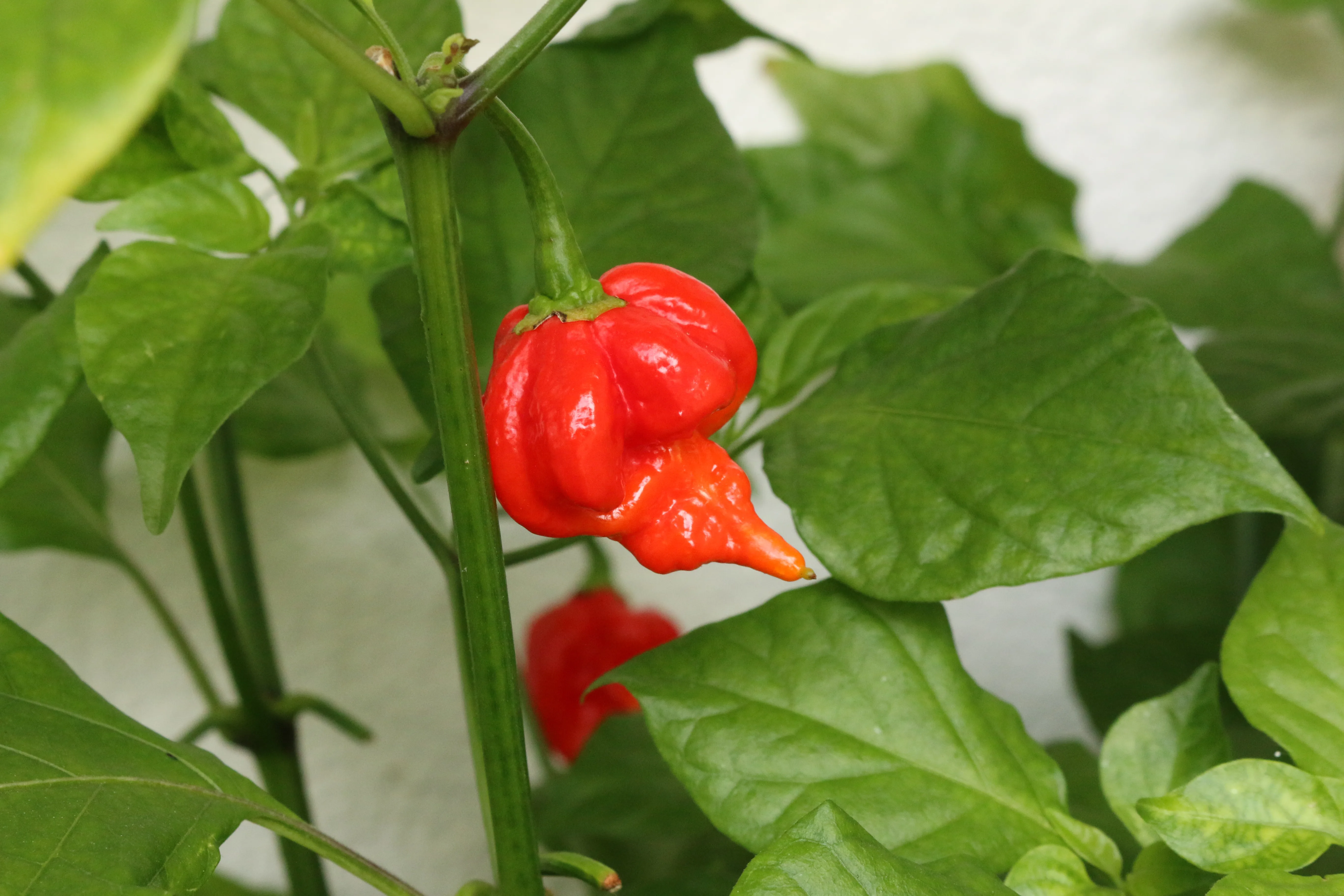 Trinidad Scorpion pepper