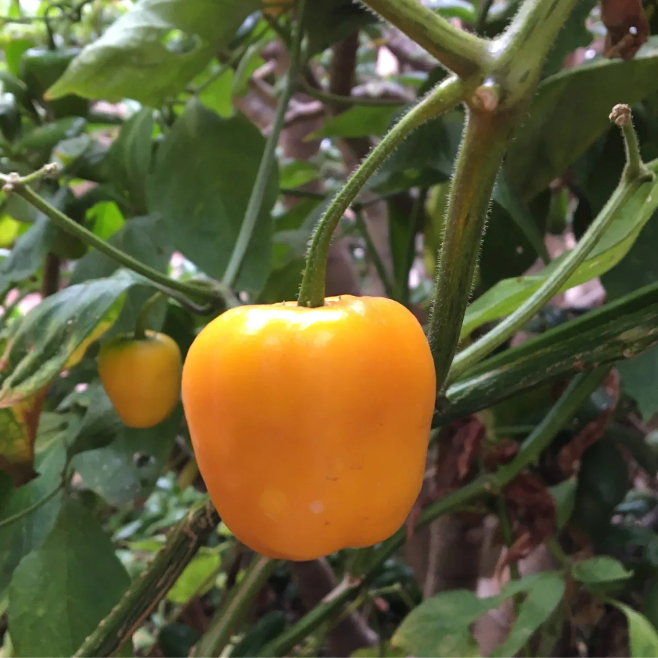 Piment Yellow Manzano